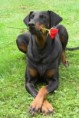 /album/fotogaleria/doberman4-1-jpg/